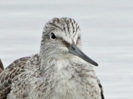 Greenshank