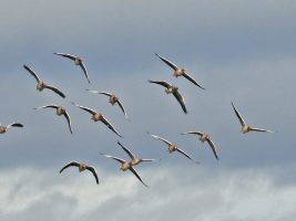 Greylag Geese