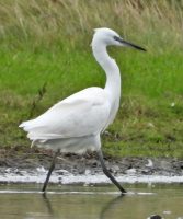 Little Egret