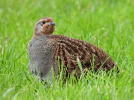 Grey Partridge