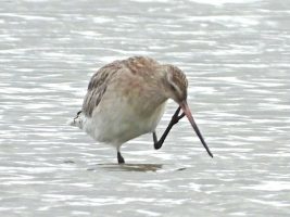 Bar-tailed Godwit
