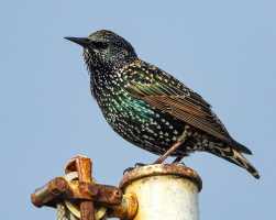 Starling