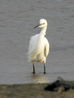 Little Egret