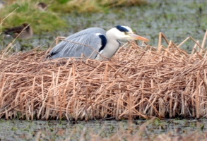 Grey Heron