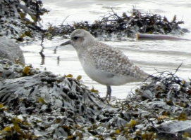Grey Plover