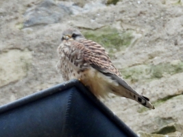 Kestrel