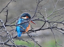 Kingfisher