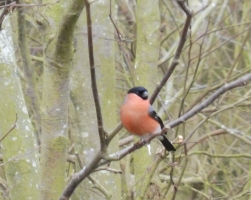 Bullfinch