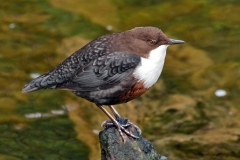 Other Passerines