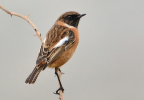 Stonechat