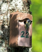 Blue Tit