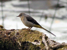 Grey Wagtail (juvenile)