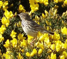 Meadow Pipit