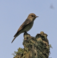 Spotted Flycatcher