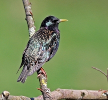 Starling