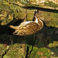 Treecreeper