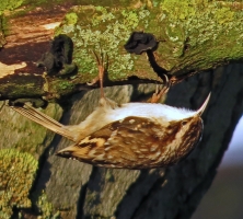 Treecreeper