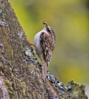 Treecreeper