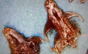 skulls of a mice
