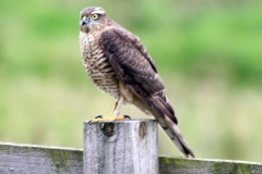Raptors