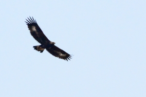 Golden Eagle