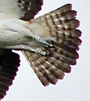 Osprey