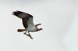 Osprey