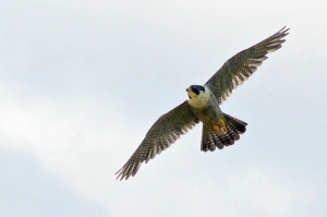 Peregrine