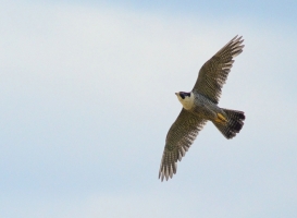 Peregrine