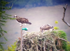 Osprey at nest site