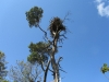osprey nest site at ringing time