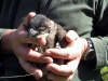 osprey chick