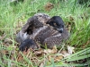 osprey chick
