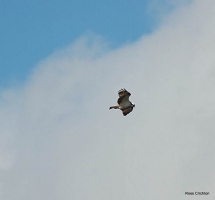 Osprey