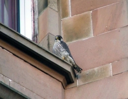 peregrine