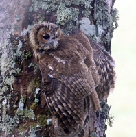 Tawny Owl Chick