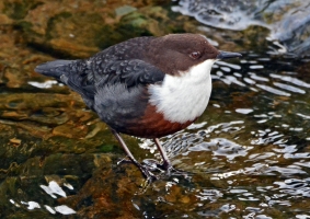 Dipper 2 JW