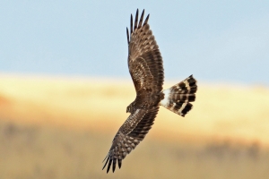 Hen Harrier 4 JW