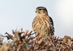 Merlin JW