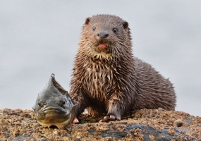 Otter 2 JW