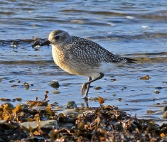 Grey Plover - St Ninian's Bay