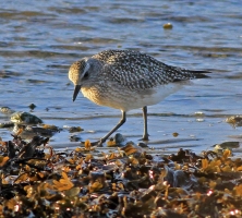 Grey Plover - St Ninian's Bay