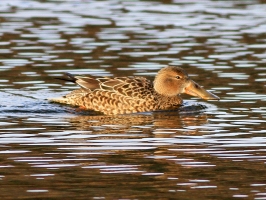 Shoveler (female) - Loch Quien on 19 January