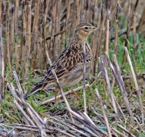 Skylark - Ettrick Bay on 20 January