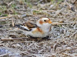 Snow Bunting - Ettrick Bay on 20 January