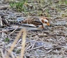 Snow Bunting - Ettrick Bay on 20 January