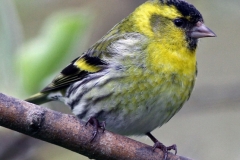 Sparrows Finches and Buntings