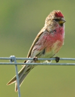 Redpoll
