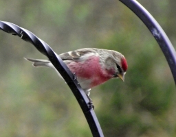 Lesser Redpoll