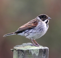 Reed-Bunting male
